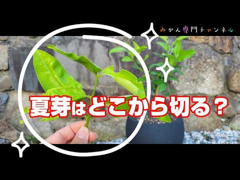 柑橘類に憂慮すべき症状が！鉢植えのレモンの木を復活させるコツ！  庭園
