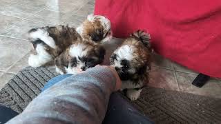 Video preview image #1 Shih Tzu Puppy For Sale in KIRKWOOD, PA, USA