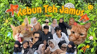 Download lagu MINI VLOG || Healing di Kebun Teh Jamus Ngawi 🍃🌿 mp3 Download lagu MINI VLOG || Healing di Kebun Teh Jamus Ngawi 🍃🌿 mp3