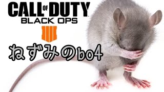 ps4[COD:BO4]　ねずみがｲｸｯbo4  初見さん歓迎！コメントどんどんヨロシク～！