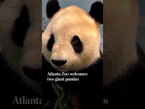 Atlanta Zoo welcomes two giant pandas