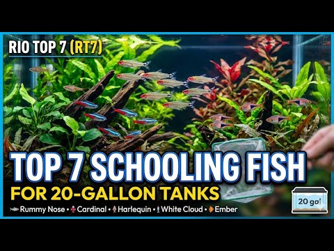 Stop Overstocking! 7 SAFE Schooling Fish for Small Tanks #RTSeps 004