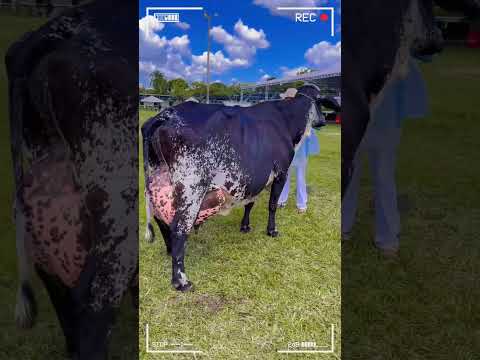 🔴 GIROLANDO Gyr X Holstein ✅ Dairy Cows