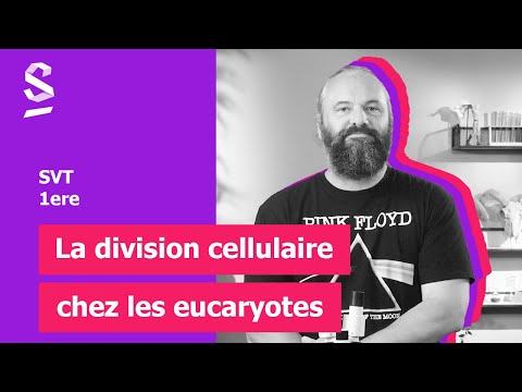 La division cellulaire chez les eucaryotes - SVT - 1ere