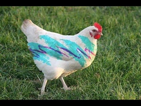 Analog Brass at Night Livestream Performance