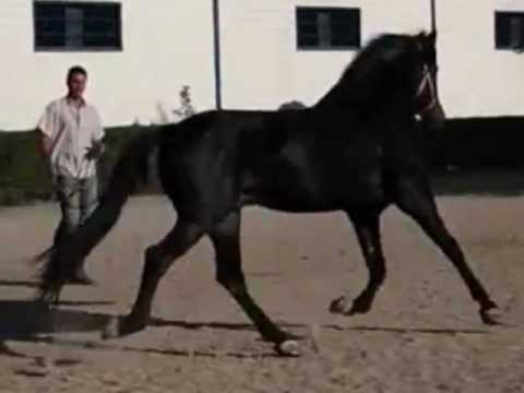 Apolo  Black PRE Stallion in Spain