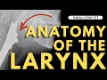 Larynx Anatomy | Radiology anatomy part 1 prep | CT interpretation