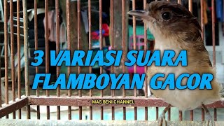 Download lagu 3 VARIASI SUARA FLAMBOYAN GACOR NYERECET , NGEROL & NYULING mp3