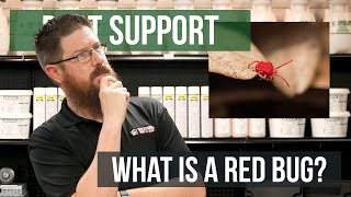 What is a Red Bug? | Pest Support