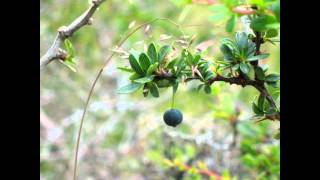 Botafogo   Little red rooster