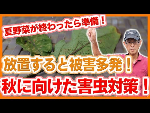 経済的な熱波対策チップ 木箱を菜園に戻して日陰を作る 野菜を太陽から守る 水やりを最適化する