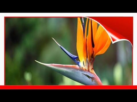 14 Unique Flowers For Your Garden 🧧