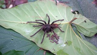 Exploring the Amazon Rainforest and its wildlife: a slideshow