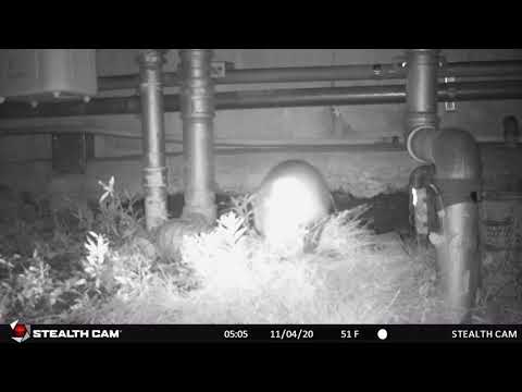 心理学科 ニホンアナグマ（人間環境大学構内にて撮影）