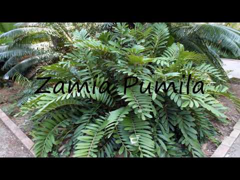 How to Pronounce Zamia Pumila?