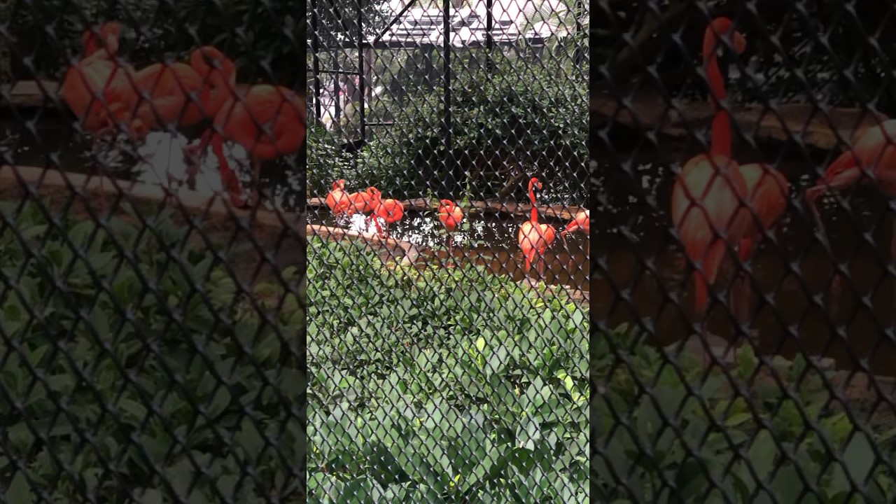 YouTube Short thumbnail