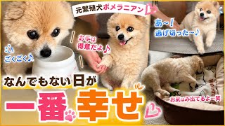 元繁殖犬が安心して暮らせるようになると、毎日こんな表情になります。