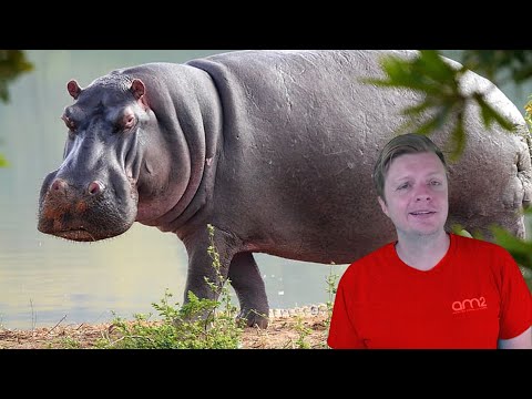 Male Hippos Display Aggression to Woo Females