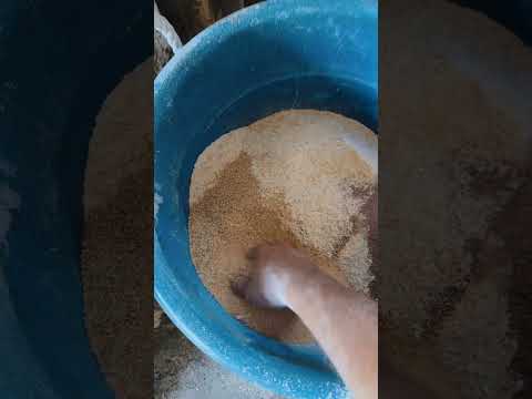 How we mix cattle feed. #farming #cattle #corn