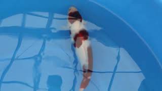 video van Budo Koromo KA-V25-0511