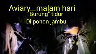 Download lagu INTIP BURUNG MURAI BATU TIDUR DALAM KANDANG AVIARY... mp3