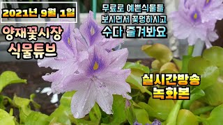 2021년 9월 1일 수요일 실외활동 힘든 때 랜선으로 예쁜식물 보면서  수다떨어봐요 #양재꽃시장 #식물튜브