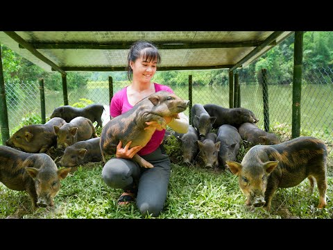 REWIND TIMELAPSE --3 Years of Raising Pigs, Raise Ducks, Raise Geese, Chicken /Phương's Story