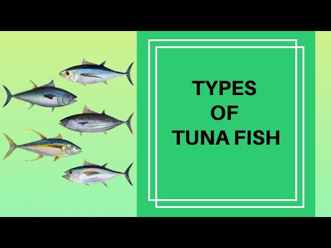 TYPES OF TUNA FISH