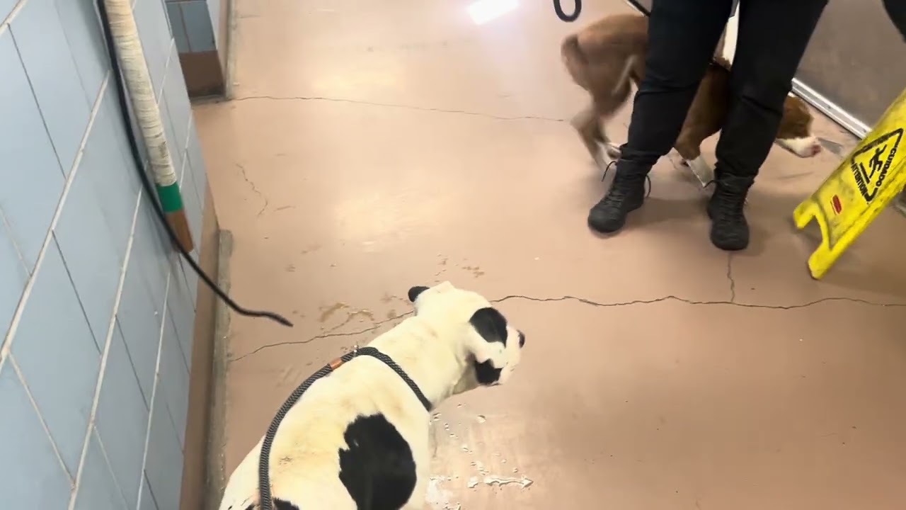 Kamden's Leash Test