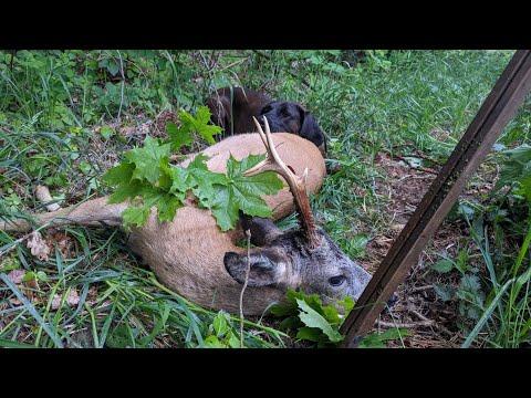 Der alte Bock von der Biberburg - Videotagebuch Bockjagd 2021 Folge 4