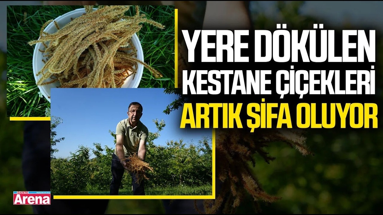 Samsun'da yere dökülen kestane çiçekleri artık şifa oluyor