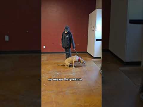 How to Calm Dog Aggression with Heather's Heroes Sidekick!