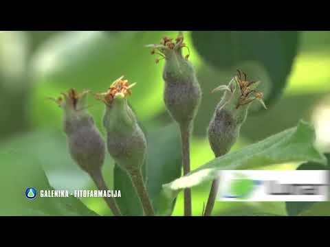 GALENIKA FITOFARMACIJA - Zaštita zasada jabuke
