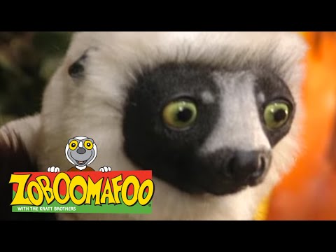 Zoboomafoo 225 - Brain Power (Full Episode)