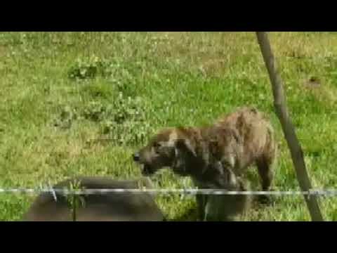 CRUZANDO RIOS Y VALLES.- CONJUNTO LIBERTAD SANTIAGO DE CHUCO.- EDITADO EN ESTUDIOS VAMECEY.- VINILO