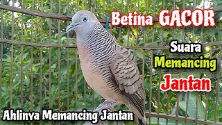 Download lagu BETINA GACOR‼️Suara Perkutut Betina Memanggil JANTAN ~ The sound of a female turtledove calling male mp3