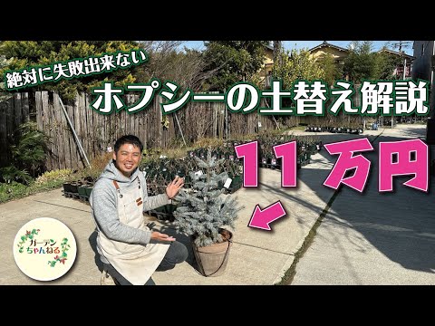 グレーゲネピ、ホワイトゲネピ、ヨモギ