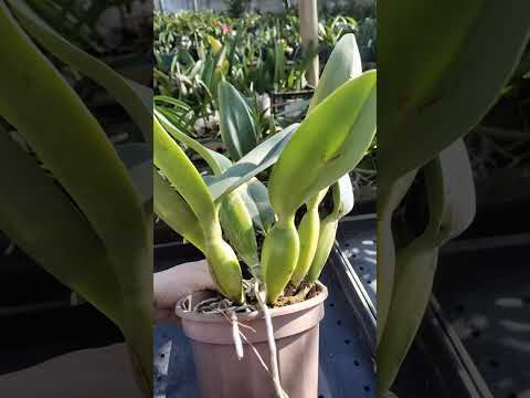 ZAP 11940050033 pedido de Ilma de Goiás @Mais Orquídeas #plantas #flores #orquideas