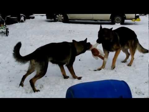 Symppis Elma ja her best friend Niki play with "the cat"