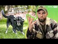 2 CONSEILS Contre Les ABOIEMENTS De Votre Chien