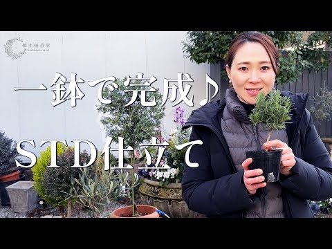 園芸 変化する花 Salpiglossis、ベルベット トランペット