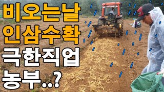 농부가 힘든이유 비오는날 인삼수확 - korea ginseng