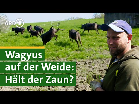 Zaun bauen für Wagyu-Rinder: Bauer Georg packt an! Hofgeschichten #3 | Sommer | Unser Land | BR