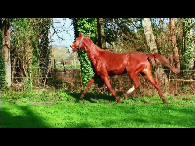 M&acirc;le sportif de 3 ans