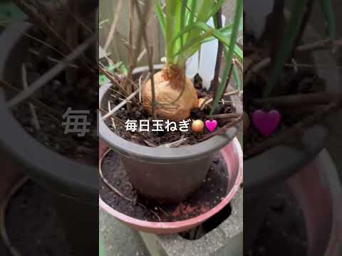 なぜ蘭にタマネギを入れるのですか？成長と開花を活性化するための4つの奇跡的なヒント  庭園