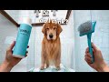 How I Groom My Golden Retriever ASMR