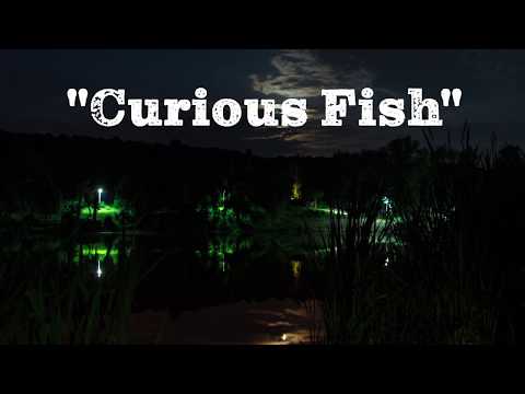 Brainhalo Curious Fish Lyrics Meaning Lyreka