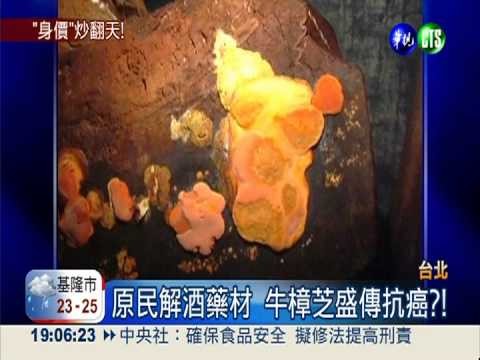 台灣紅寶! 牛樟芝飆1兩10萬天價