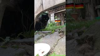 今日はなかなか出てきてくれないバイト先の猫　#ドイツ留学　#猫 #cat