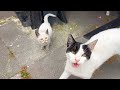 Homeless Tuxedo Cat Thanks You By Meowing Loudly When Petted
